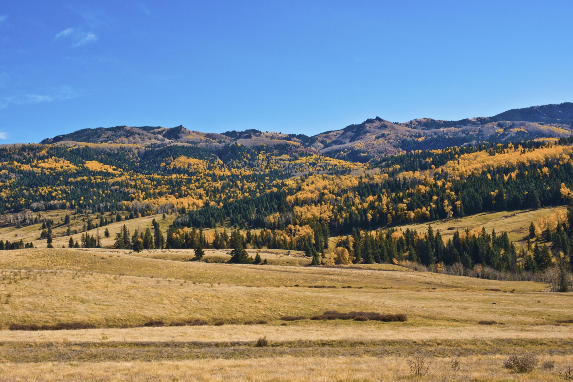 A mountainous gold and brown landscape dotted with trees, against a blue sky