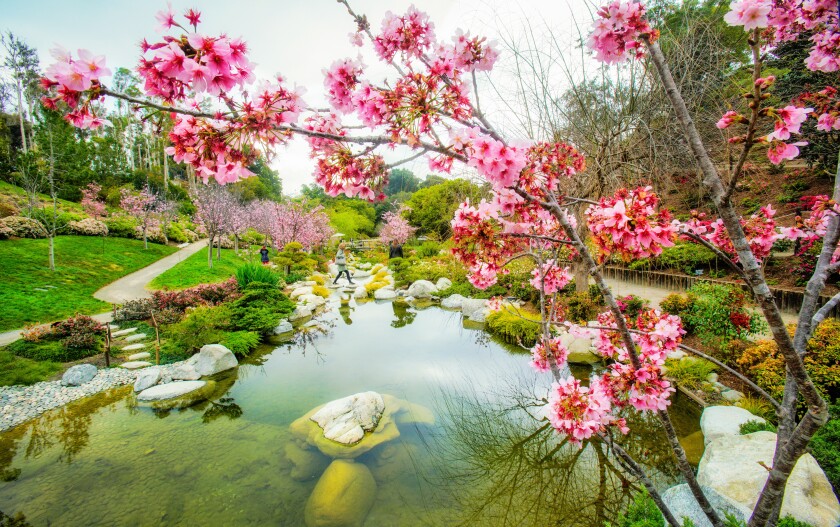 Cherry blossoms are seen in the Japanese Friendship Garden in Balboa Park.