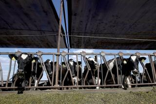 LASKEVIEW, C ALIF. - AUG. 31, 2022. Cows feed at Mavro Holsteins dairy farm in Lakeview, Calif. The state has a goal of reducing methane emissions from the dairy industry by 40 percent by 2030. (Luis Sinco / Los Angeles Times)