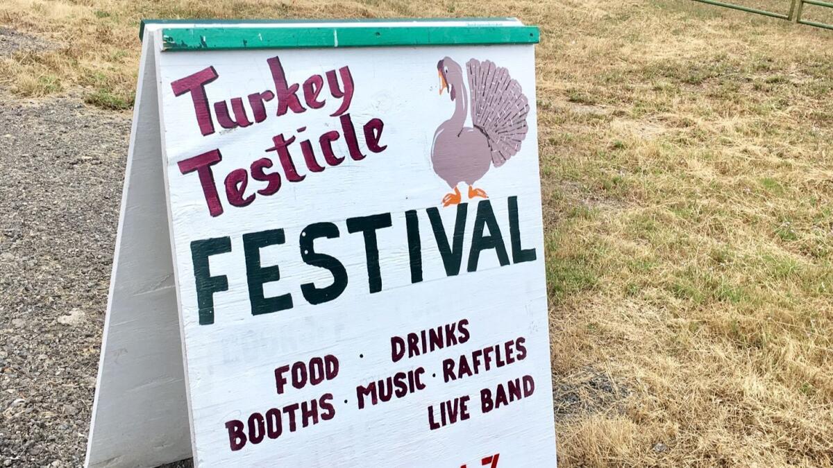 The Turkey Testicle Festival is the biggest social event of the year in Dunlap, Calif.