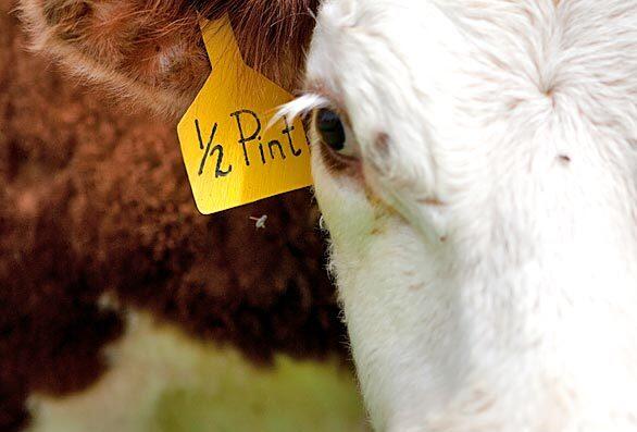 Half-Pint is one of about 300 minicows on the Petersen ranch in Nebraska. The mini Herefords weigh 500 to 700 pounds, compared with 1,300 pounds or more for full-sized cows.