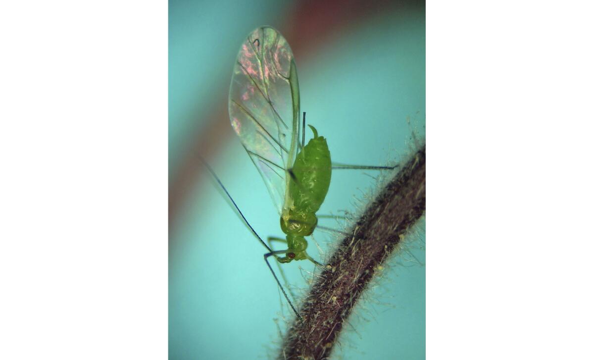 A closeup of a green insect with translucent wings on a plant