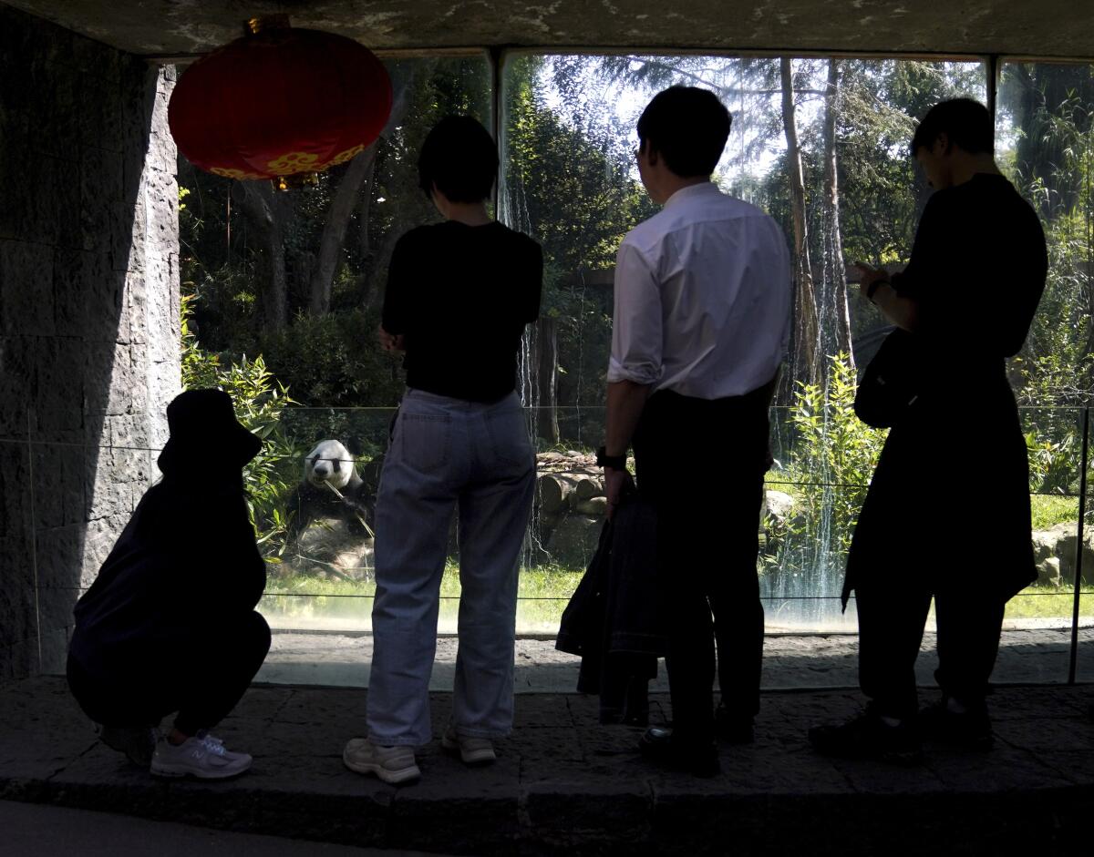 Zoo visitors watch Xin Xin.
