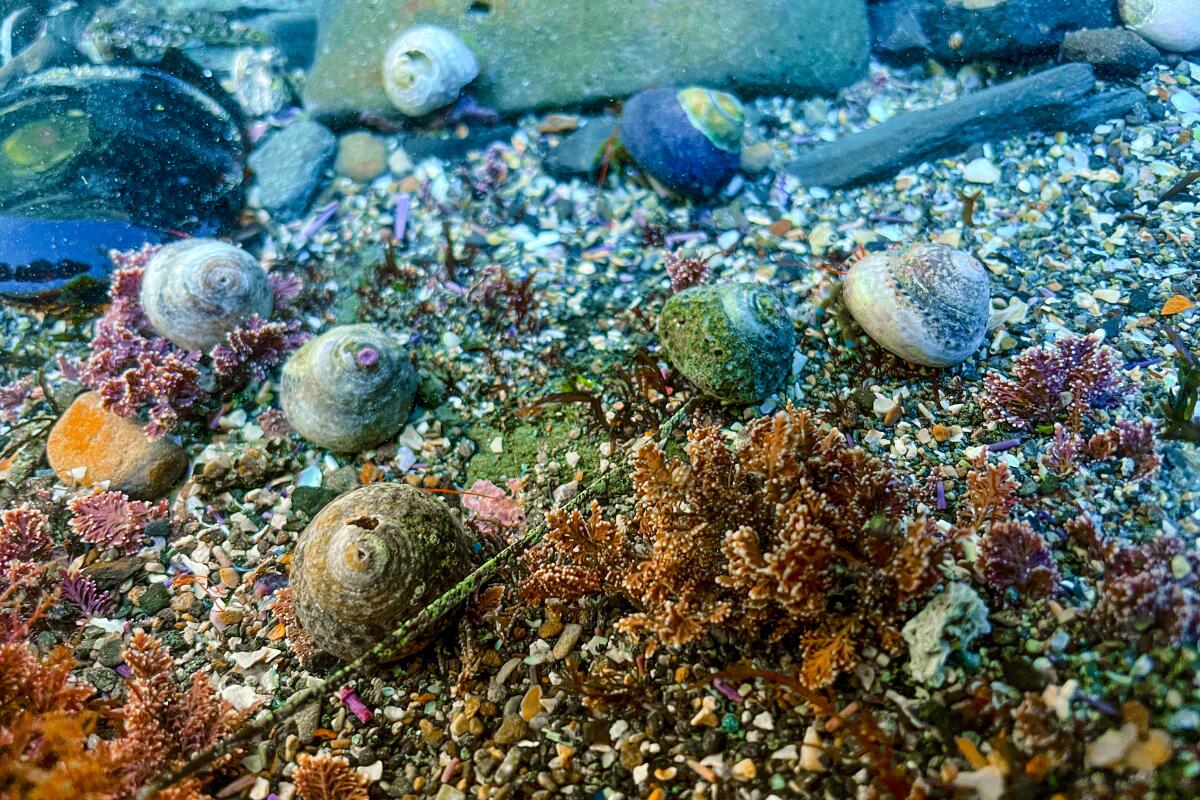 Snails and shells in a tide pool at Point Fermin Park Beach.