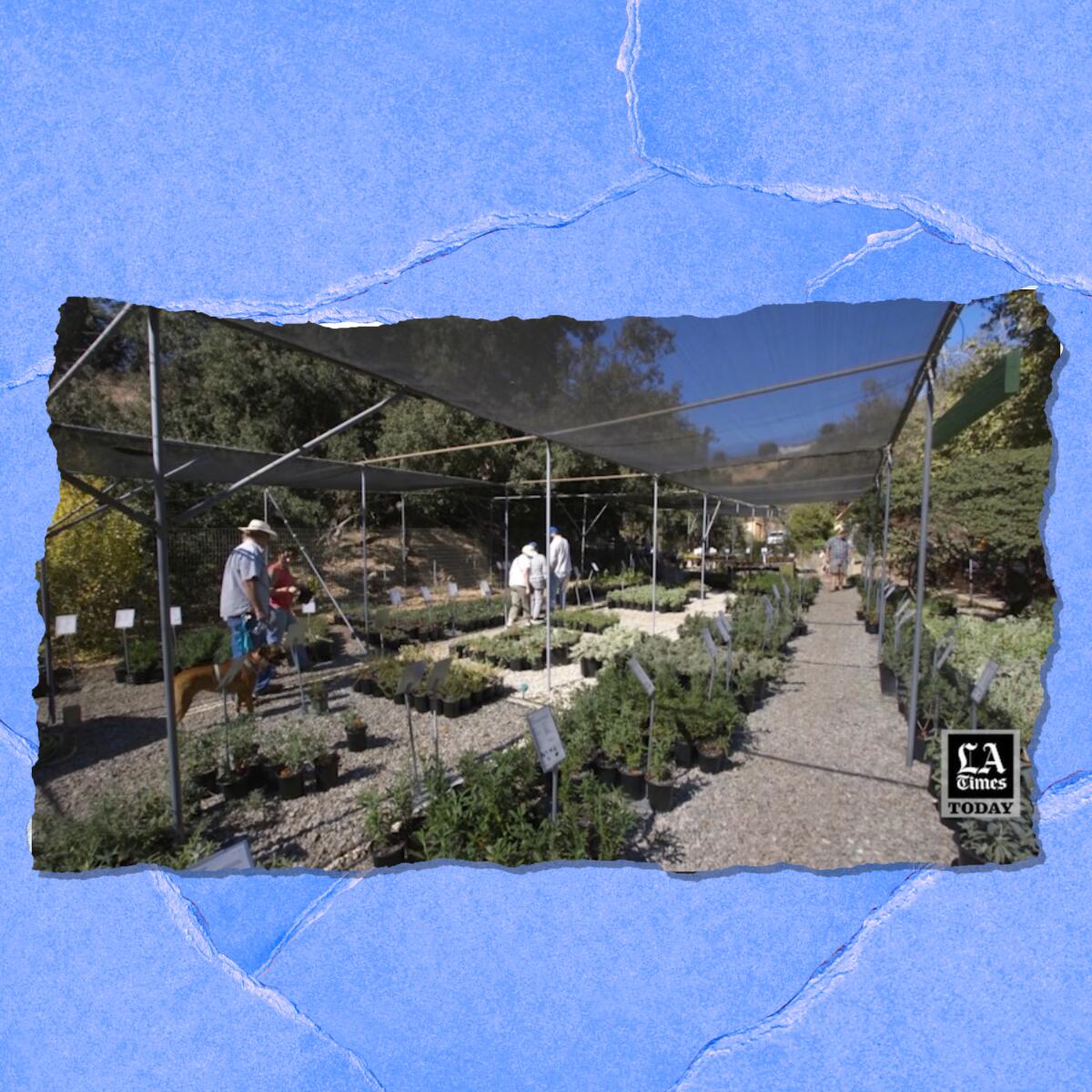 People walk among rows of plants in pots.