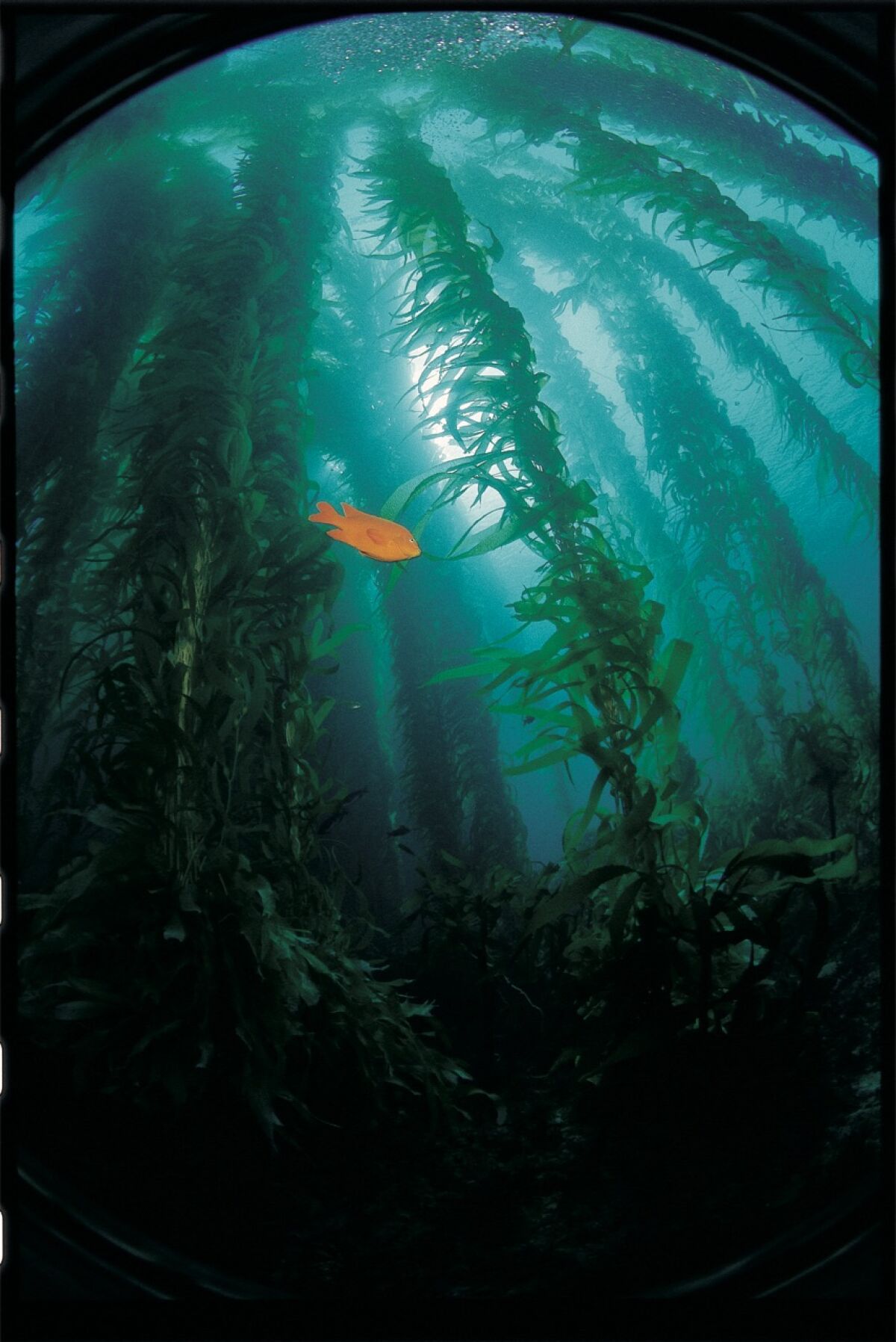 Local giant kelp forests provide habitat and food for many marine species.