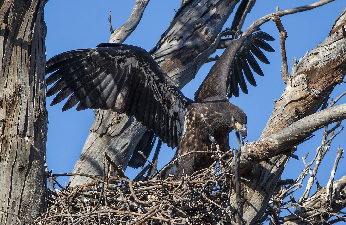 Bald eagles return to nest in Orange County neighborhood