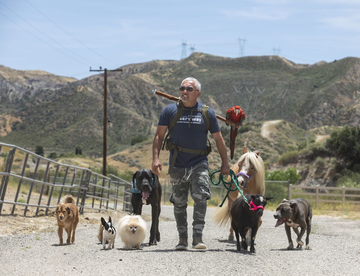 'Dog Whisperer' Cesar Millan offers tips for dog owners Los Angeles Times