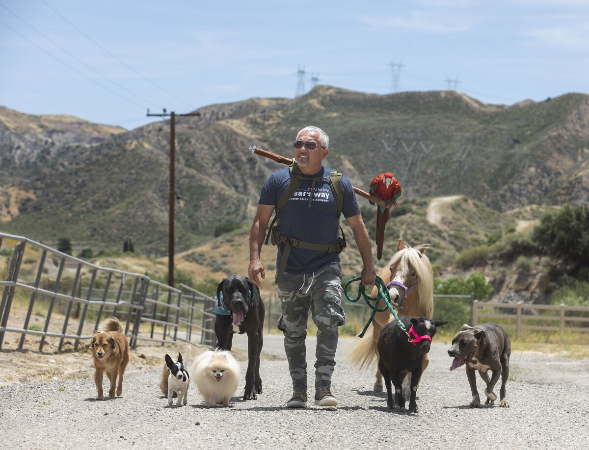 Dog Whisperer Cesar Millan Offers Tips For Dog Owners Los Angeles Times dog-whisperer-cesar-millan-offers-tips-for-dog-owners-los-angeles-times