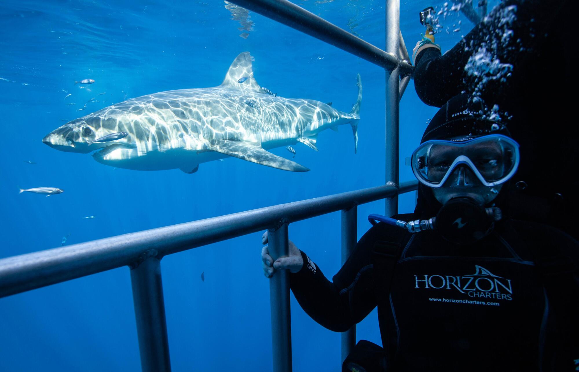 A diver takes a selfie in a shark cage as a shark swims by.