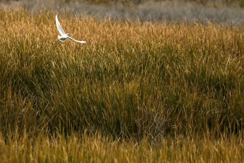 A bird