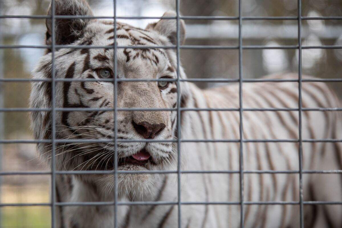 Alpine animal sanctuary welcomes white tiger and 2 African wild cats as  newest arrivals - The San Diego Union-Tribune