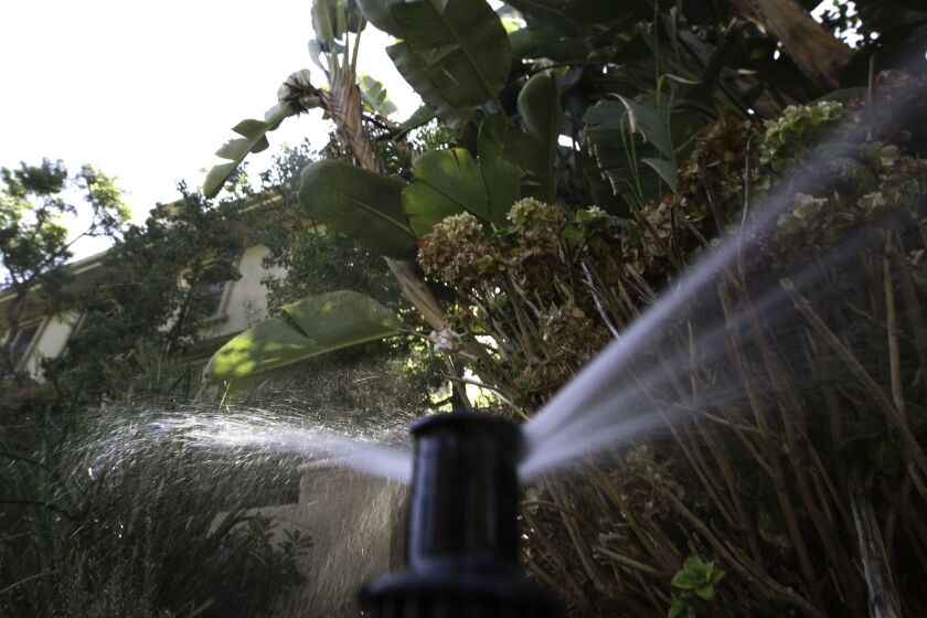 Afternoon watering of plants in a front yard in Bel Air, Calif., on Oct. 15, 2015.