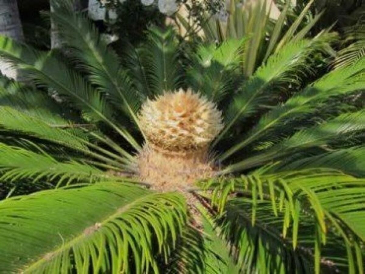 A sago palm that is female. The flower has opened and is ready for pollination.