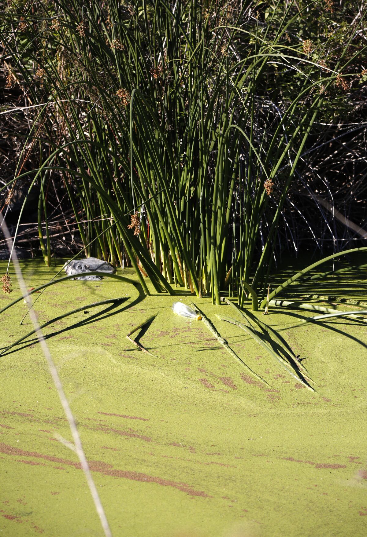 A close up of green algae and litter in a pond