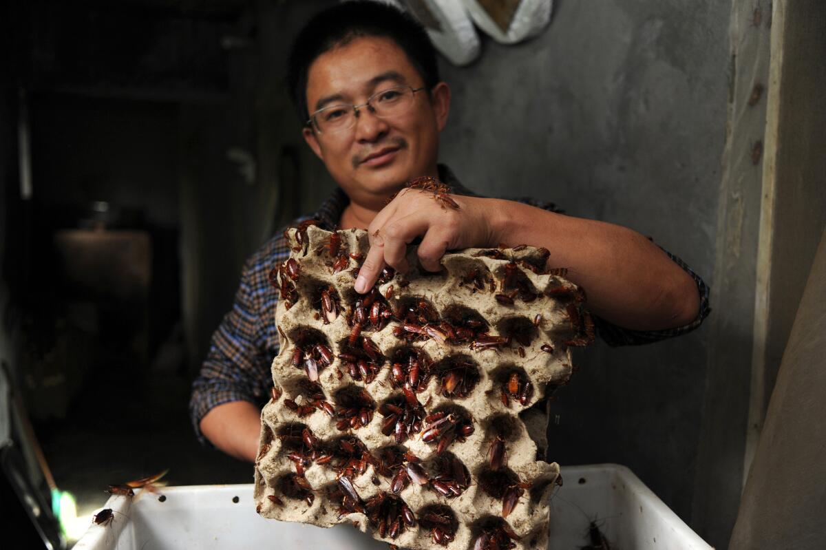 Wang Fuming, at his farm in Jinan, is the largest cockroach producer in China (and thus probably in the world), with six farms populated by an estimated 10 million cockroaches.