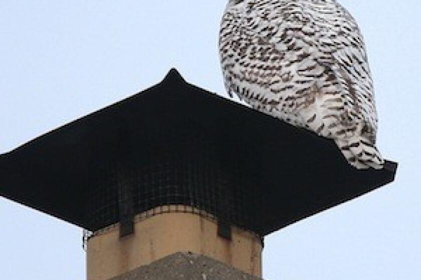 A snowy owl perches on a chimney of a home in Eggertsville, N.Y., on Dec. 4.