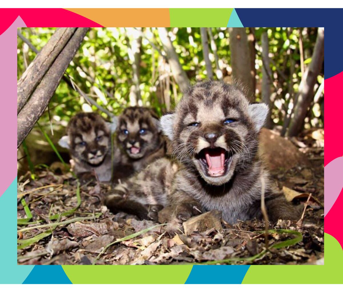 Mountain lion kittens
