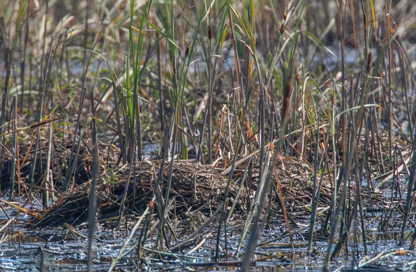 A nest with an abandoned egg because of reduced water levels.
