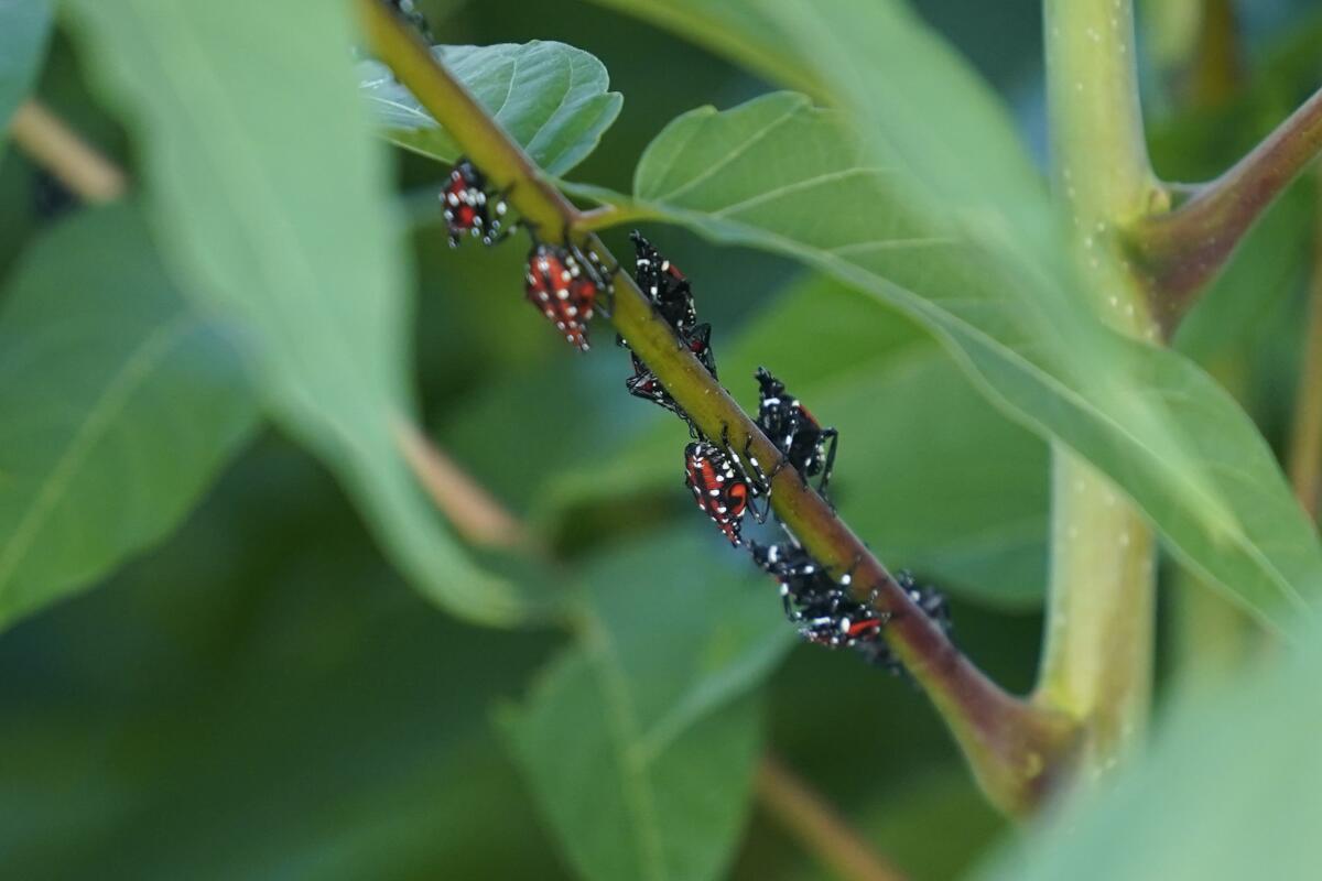 Immature spotted lanternflies rest on a branch 