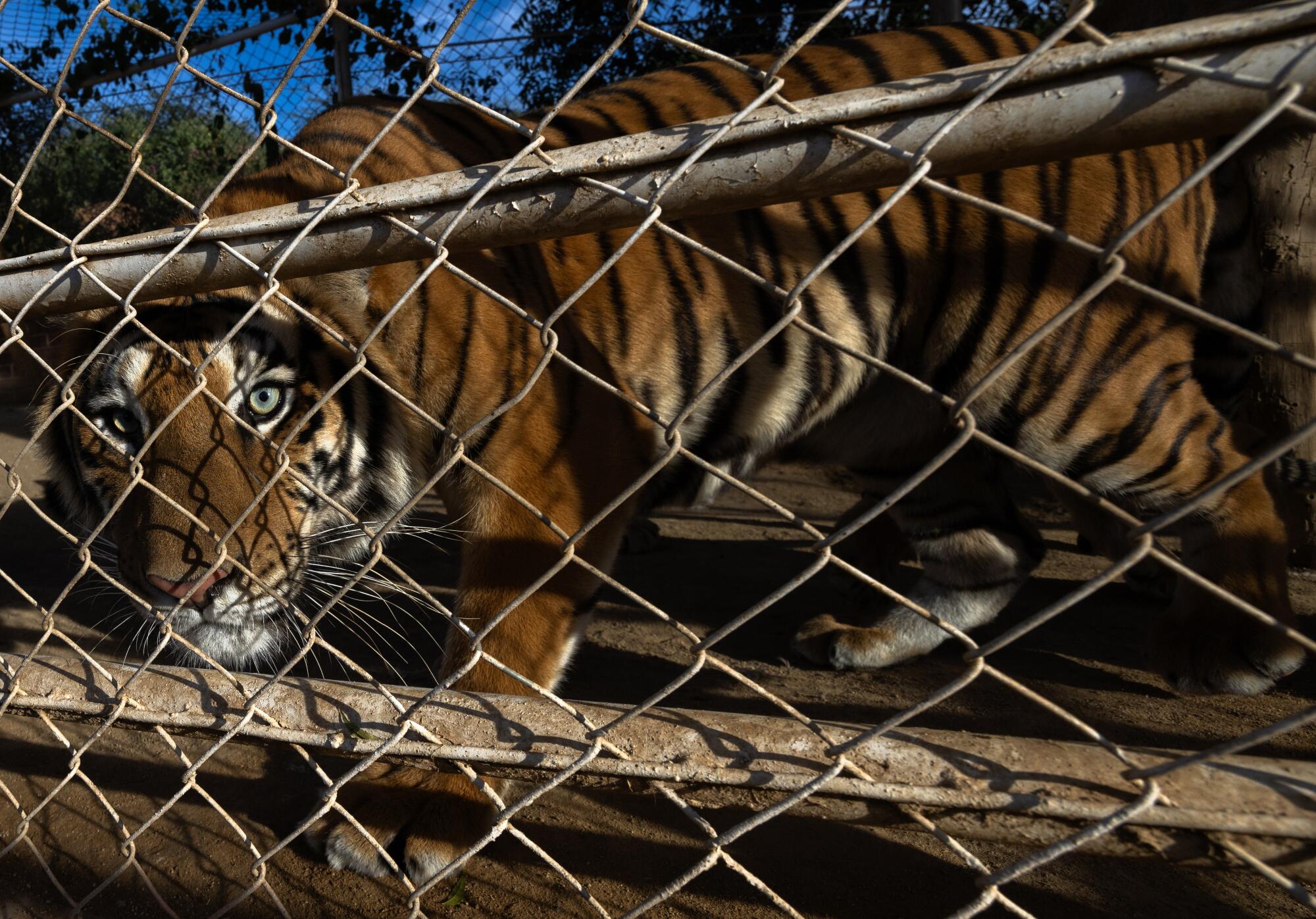 A tiger peers out of its cage.