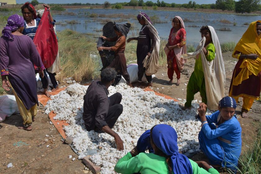 Villager women empty their cotton filled shawls on a pile after collecting it from cotton crops, which was damaged by floodwaters due to heavy monsoon rains, in Tando Jam near Hyderabad, a district of southern Sindh province, Pakistan, Saturday, Sept. 17, 2022. Nearly three months after causing widespread destruction in Pakistan's crop-growing areas, flood waters are receding in the country, enabling some survivors to return home. The unprecedented deluges have wiped out the only income source for millions, with officials and experts saying the floods damaged 70% of the country's crops. (AP Photo/Pervez Masih)