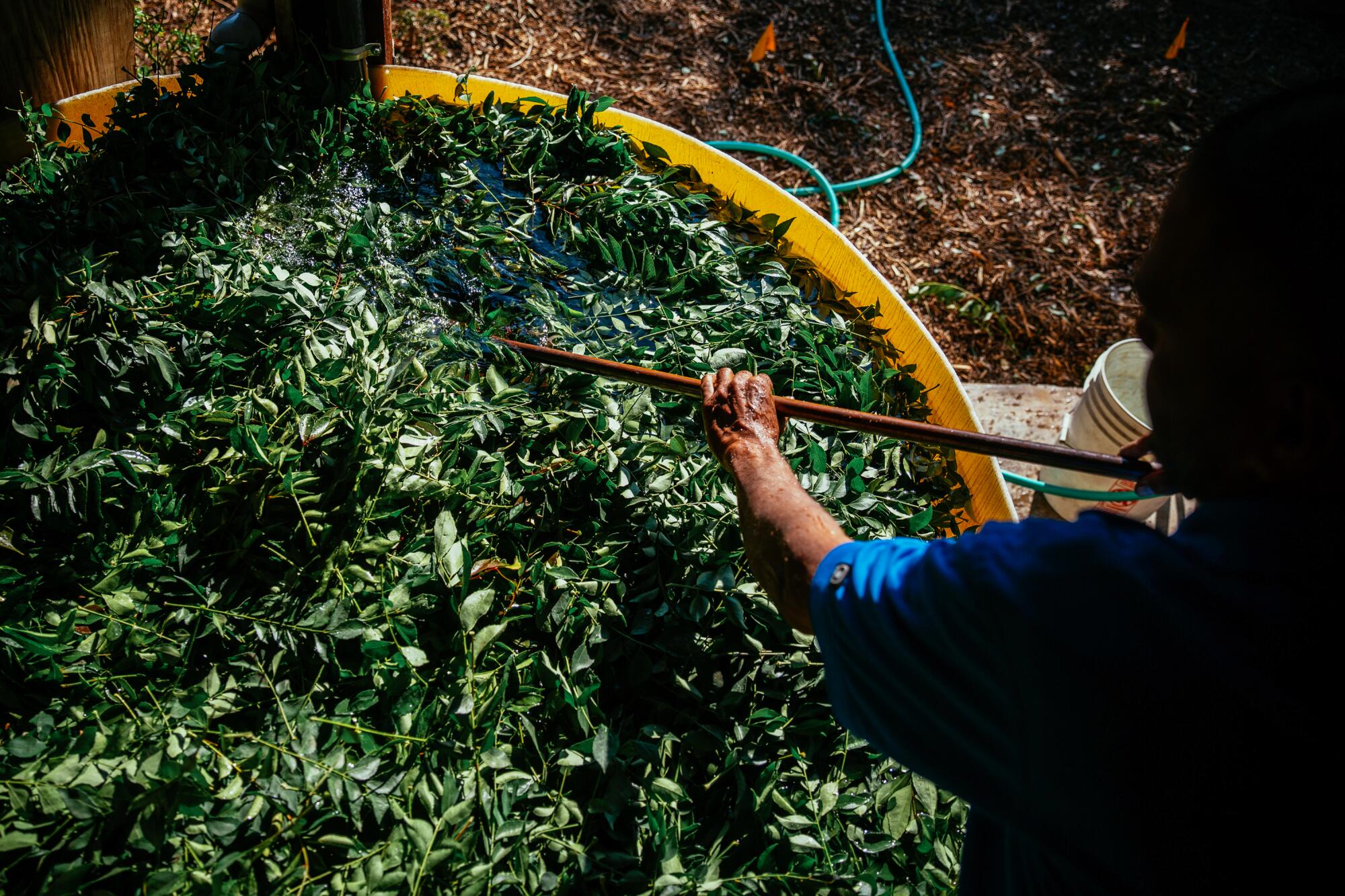 A man stirs leafy branches in a yellow tub of water.