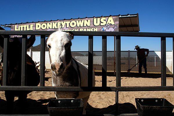 Miniature donkeys are among the attractions at the Rooster Cogburn Ostrich Ranch in Picacho, Ariz. The farm is located on 600 acres between Phoenix and Tucson.