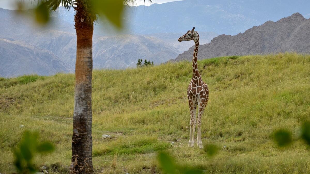 The Living Desert, part zoo and part botanic garden, has been open in Palm Desert since 1970. It includes giraffes and camels.