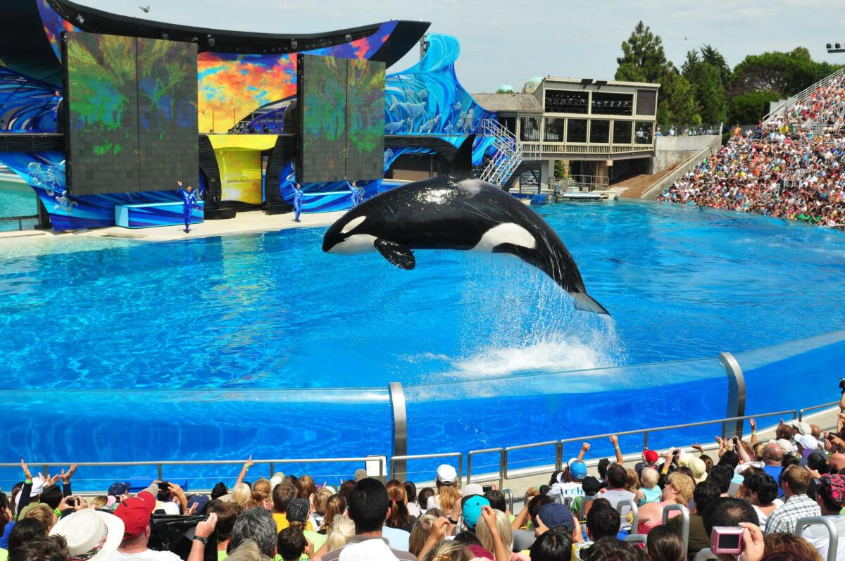 Orcas perform in the "One Ocean" killer whale show at SeaWorld San Diego in 2012. The park proposed a $100-million plan to nearly double the size of the whale enclosure.