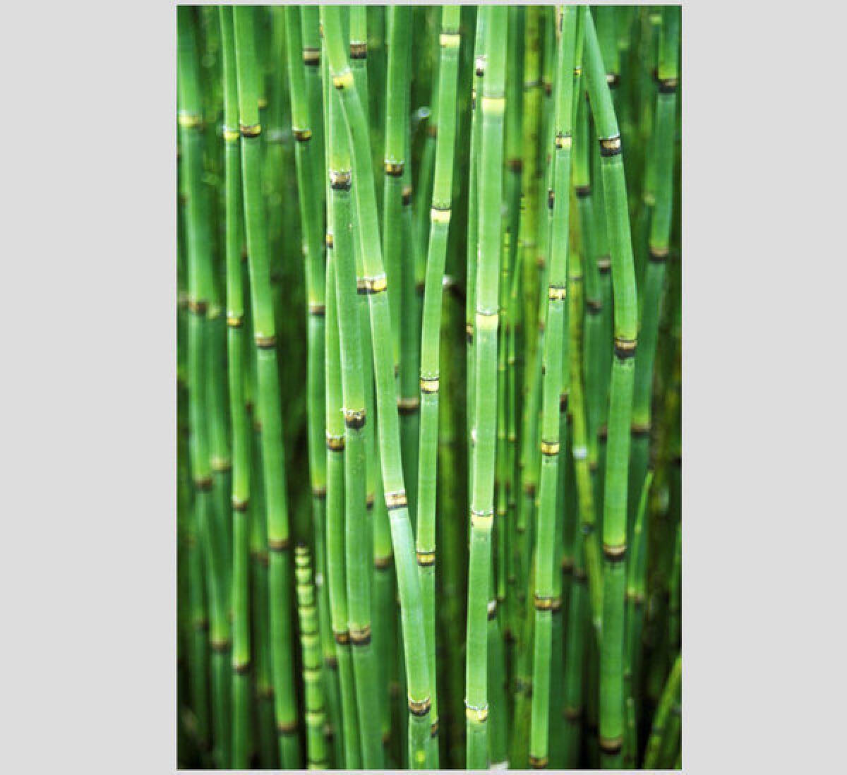 Horsetail reed survives best in rich, peat moss-based potting soil mix.