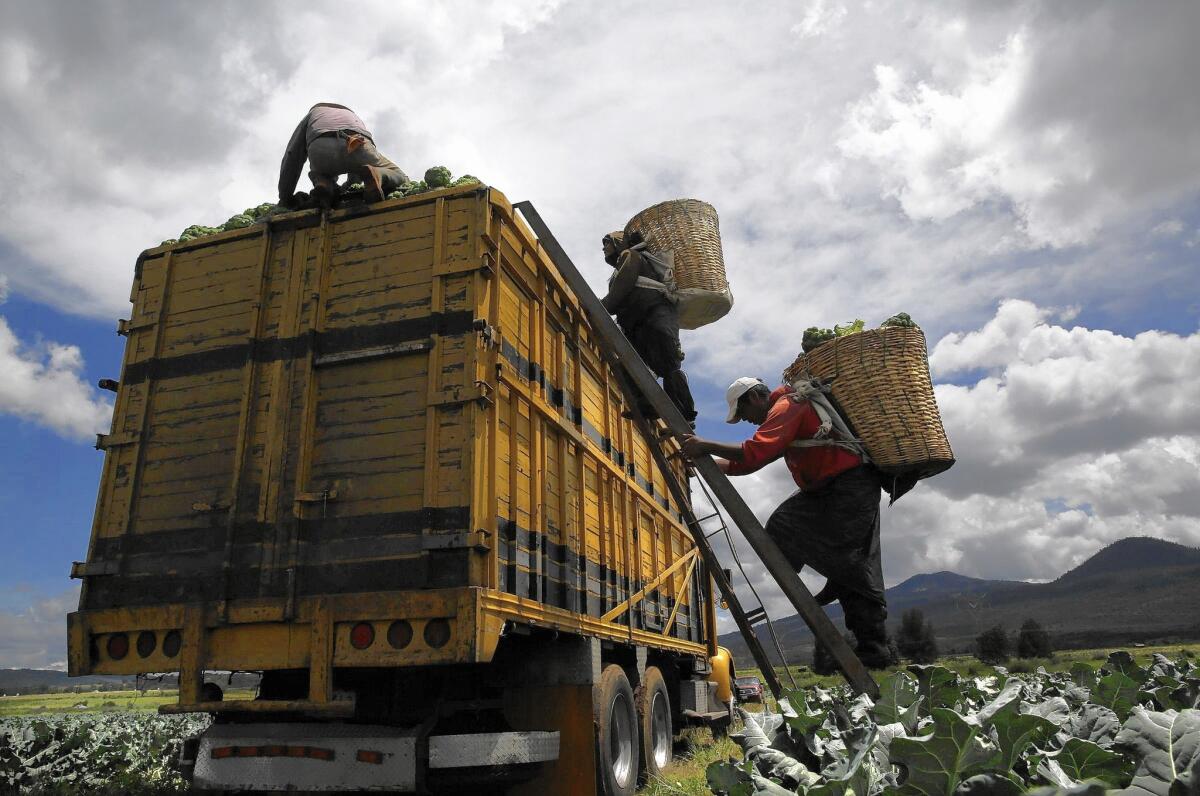 Laborers load broccoli on a truck at a farm in Michoacan, Mexico. After a Times investigation revealed labor abuses at Mexican agribusinesses, Wal-Mart, the world's largest retailer, says it will work with the Mexican government to improve farmworkers' conditions.