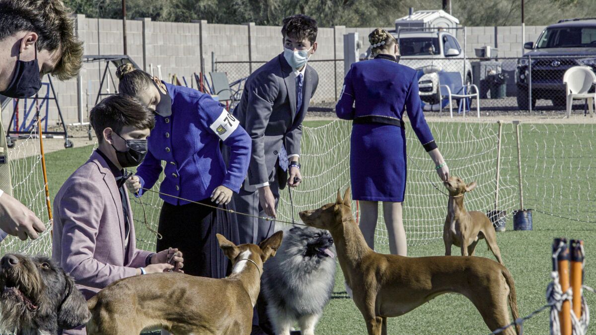Contestants and dogs at an outdoor dog show