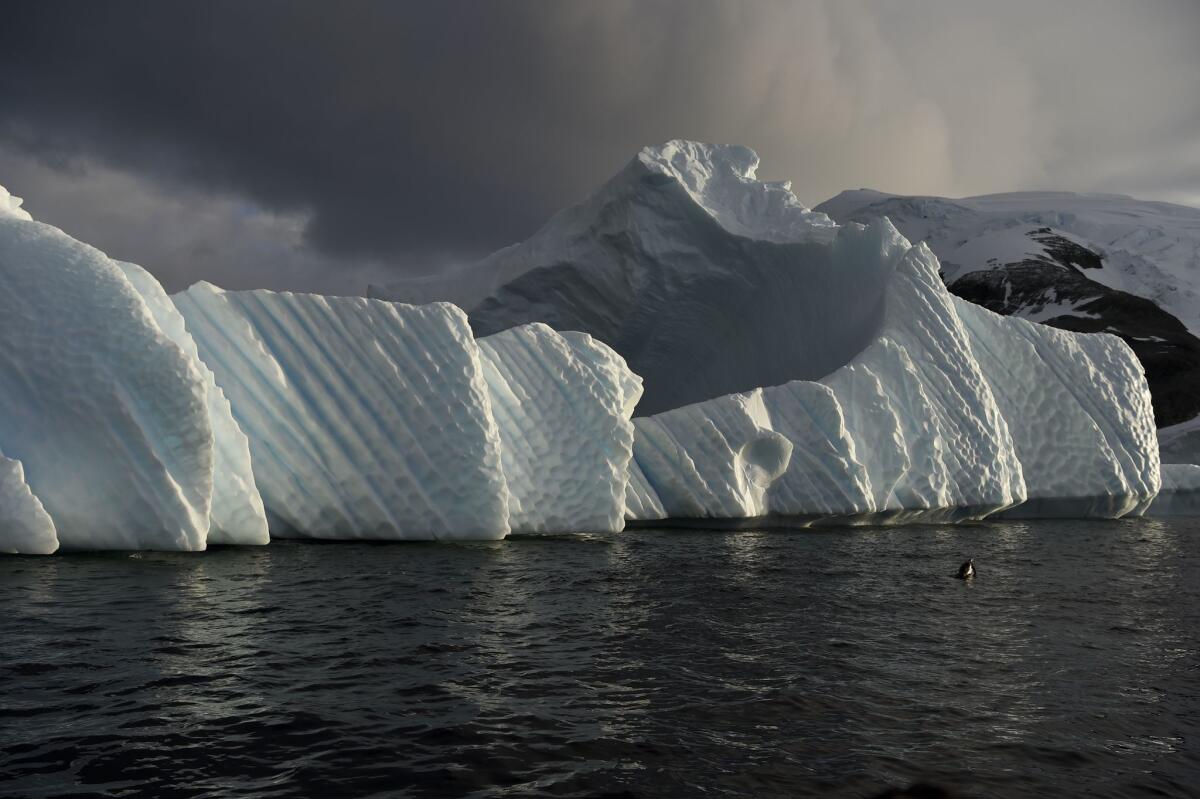 An iceberg in the western Antarctic peninsula, where activists said the krill eaten by seals, whales and penguins are getting scarcer because of climate change.