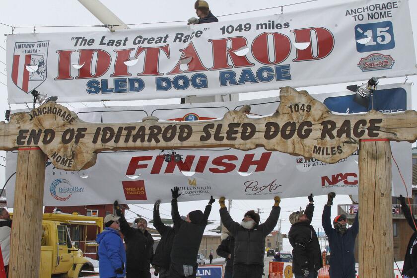 FILE - In this March 16, 2015, volunteers help raise the Iditarod finishers banner at the burled arch finish line in Nome, Alaska. Nome Mayor John Handeland said the arch collapsed Saturday, April 27, 2024, likely from wood rot. (AP Photo/Mark Thiessen, File)