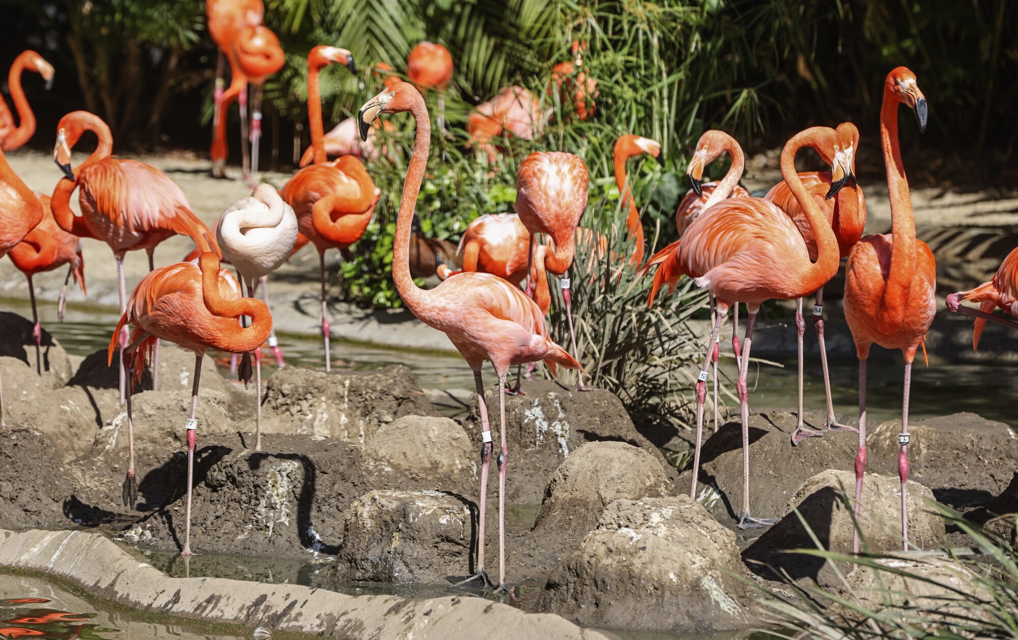 Los flamencos abarrotan su habitat en el San Diego Zoo.