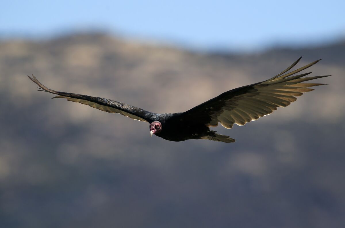 A turkey vulture swoops over Lake Morena in Campo, Calif.