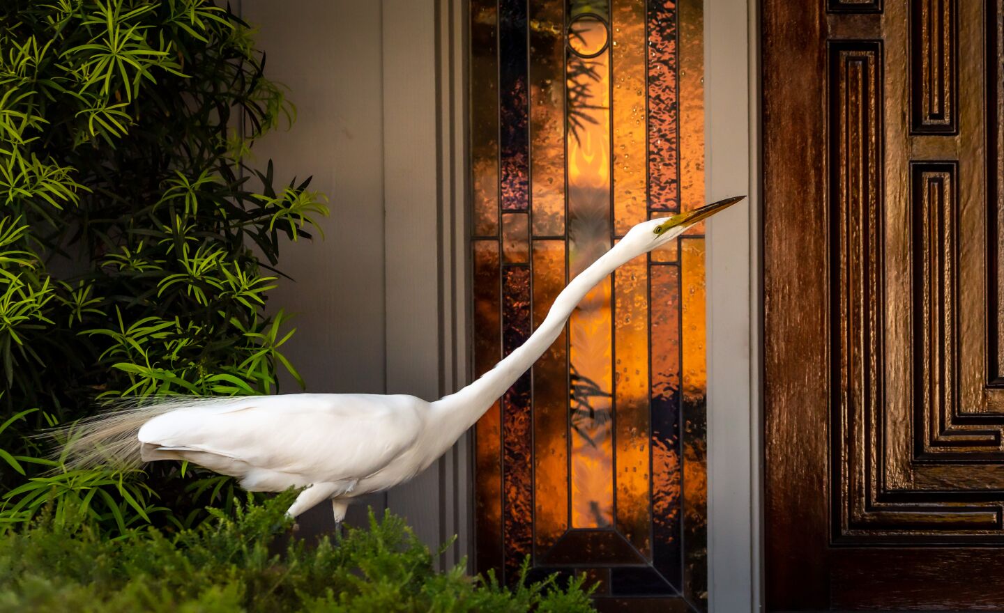 A great egret appears to be checking out our doorbell in Gatewood Hills.
