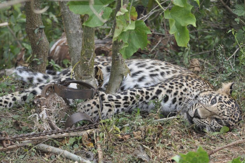 This November 2014 photo provided by the Wildlife Trust of India shows a leopard caught in a trap in a forest in Karnataka, India. Authorities in India are concerned a 2020 spike in poaching not only could kill more endangered tigers and leopards but also species these carnivores depend upon to survive. (WTI via AP)