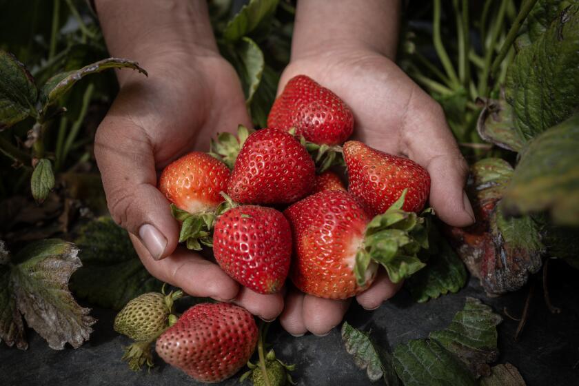 a farmworker holds fresh strawberries