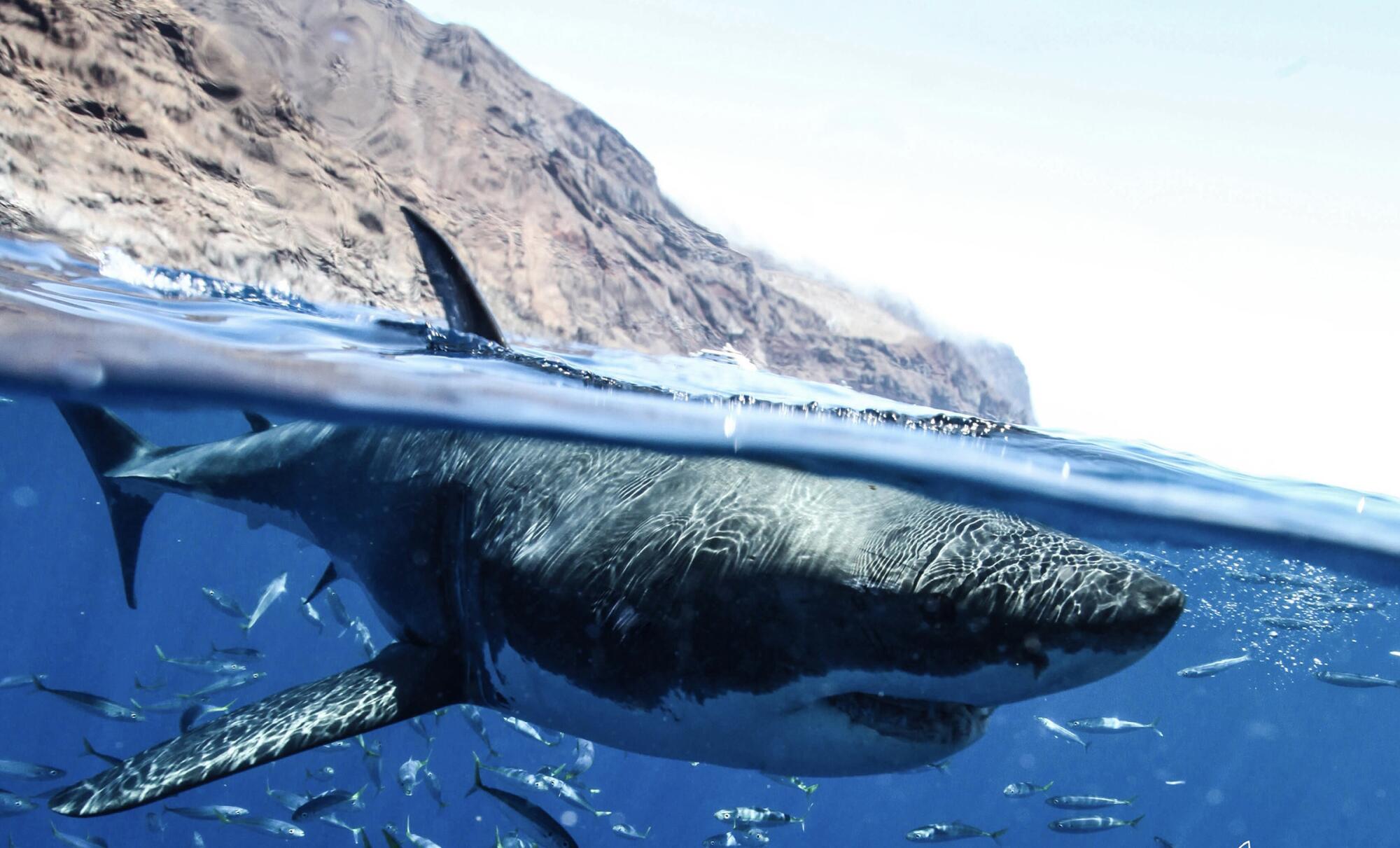 Un gran tiburón blanco rompe la superficie del agua cerca de la Isla Guadalupe.