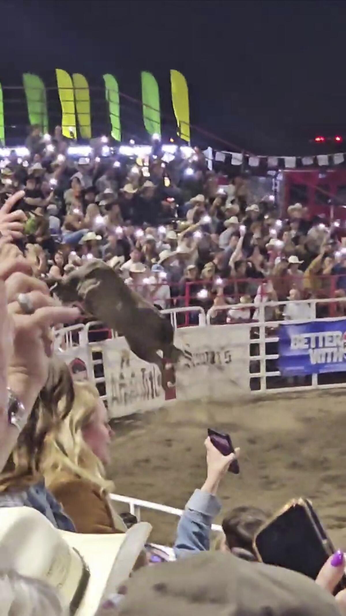 Esta imagen tomada de un video muestra a un toro de rodeo saltando una valla 