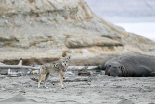 A coyote and elephant seal in Point Reyes National Seashore