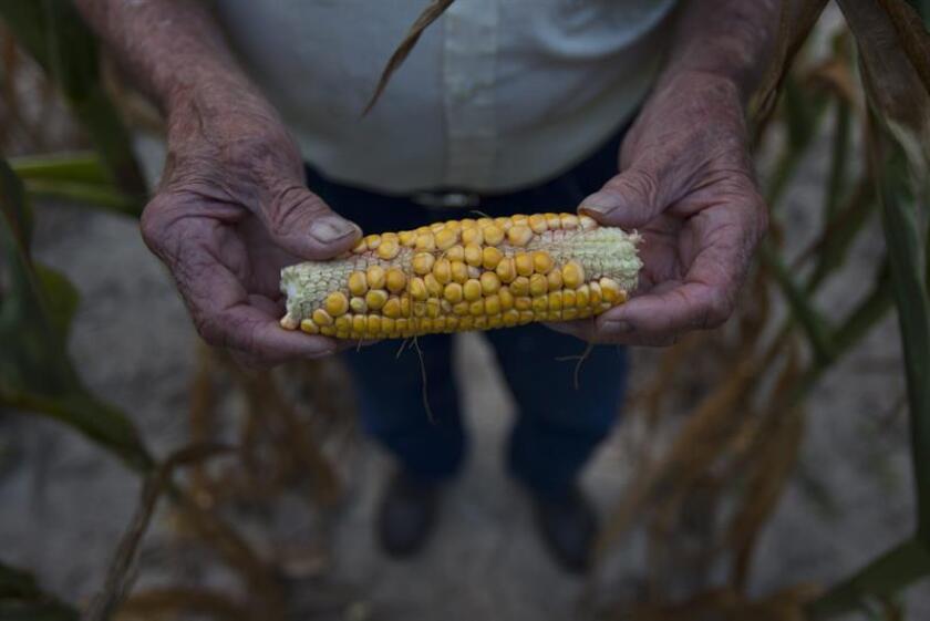 Un cultivador de maíz sostiene una mazorca afectada por la sequía. EFE/Archivo