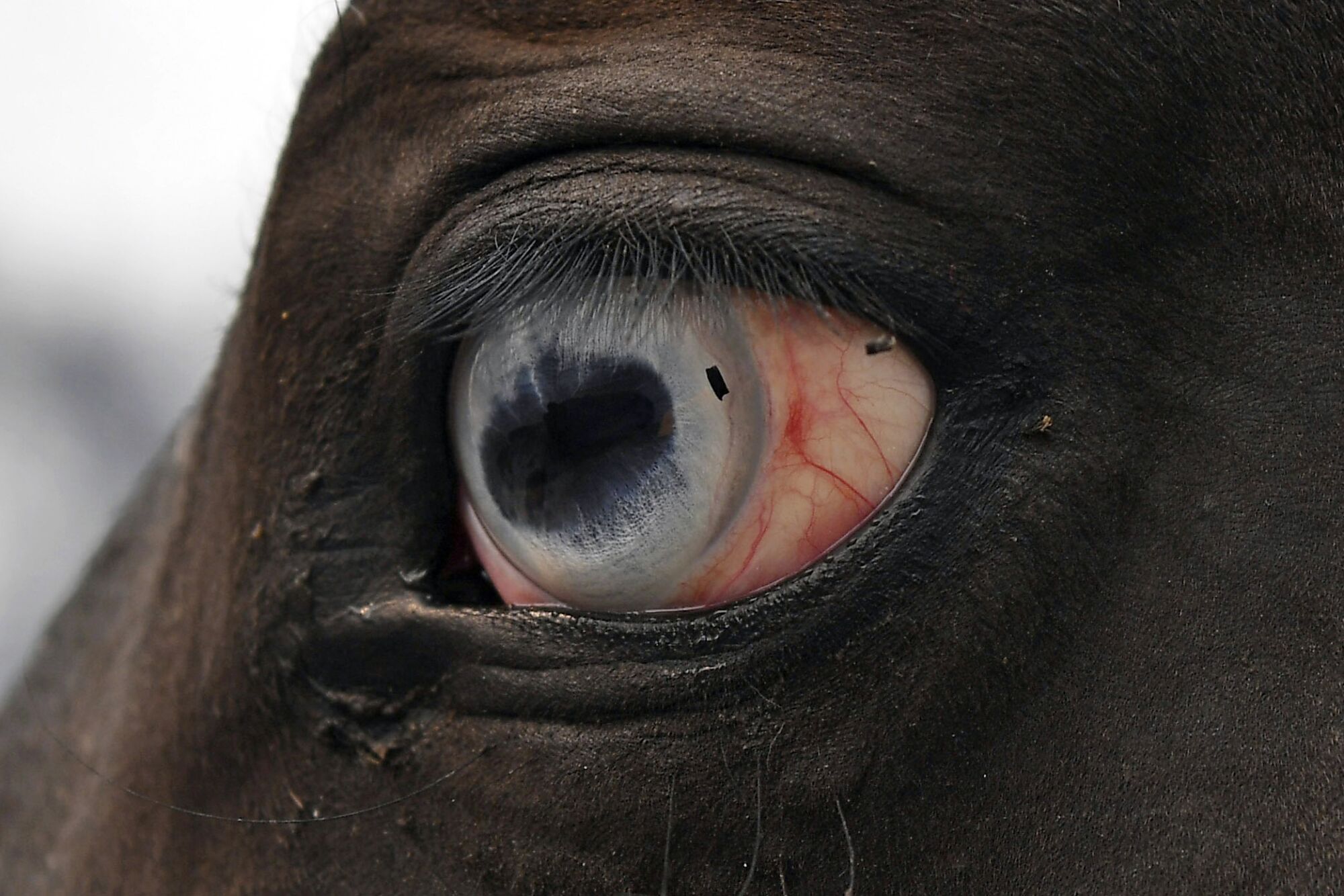 Debris from a fire is seen in the eye of a horse in Vacaville, Calif.