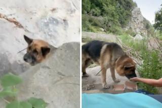 A German shepherd was found in a remote area of Malibu, with its mouth zip-tied shut.
