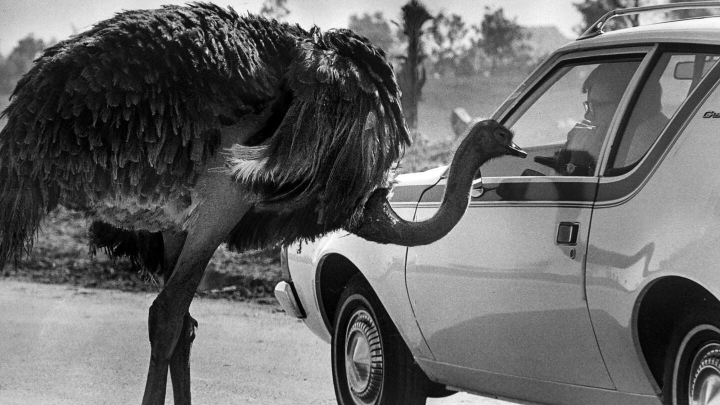 A curious ostrich gives a driver the once-over.