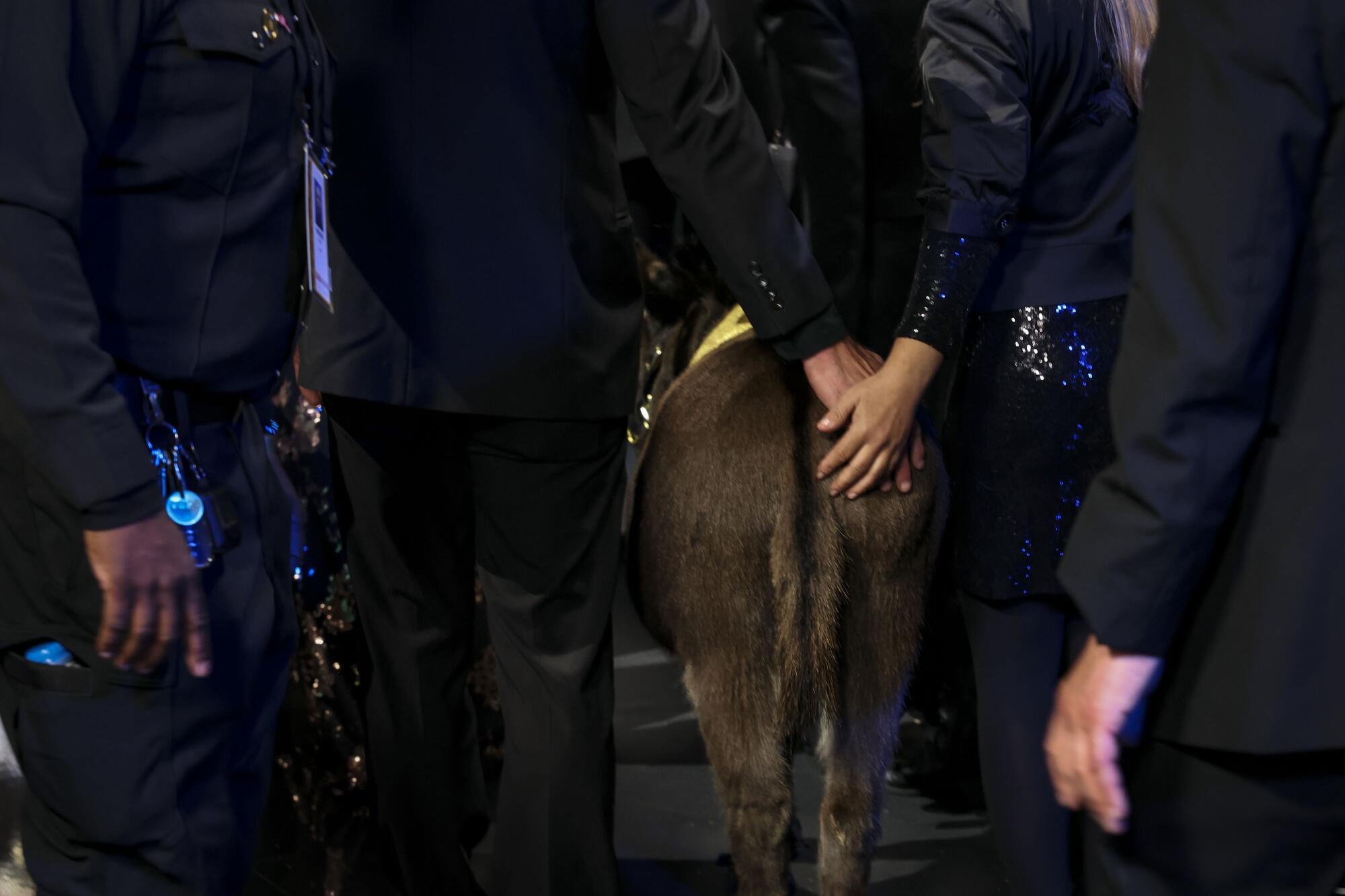 A donkey is moved through a crowd of people in suits, with two hands on the donkey's rear end.