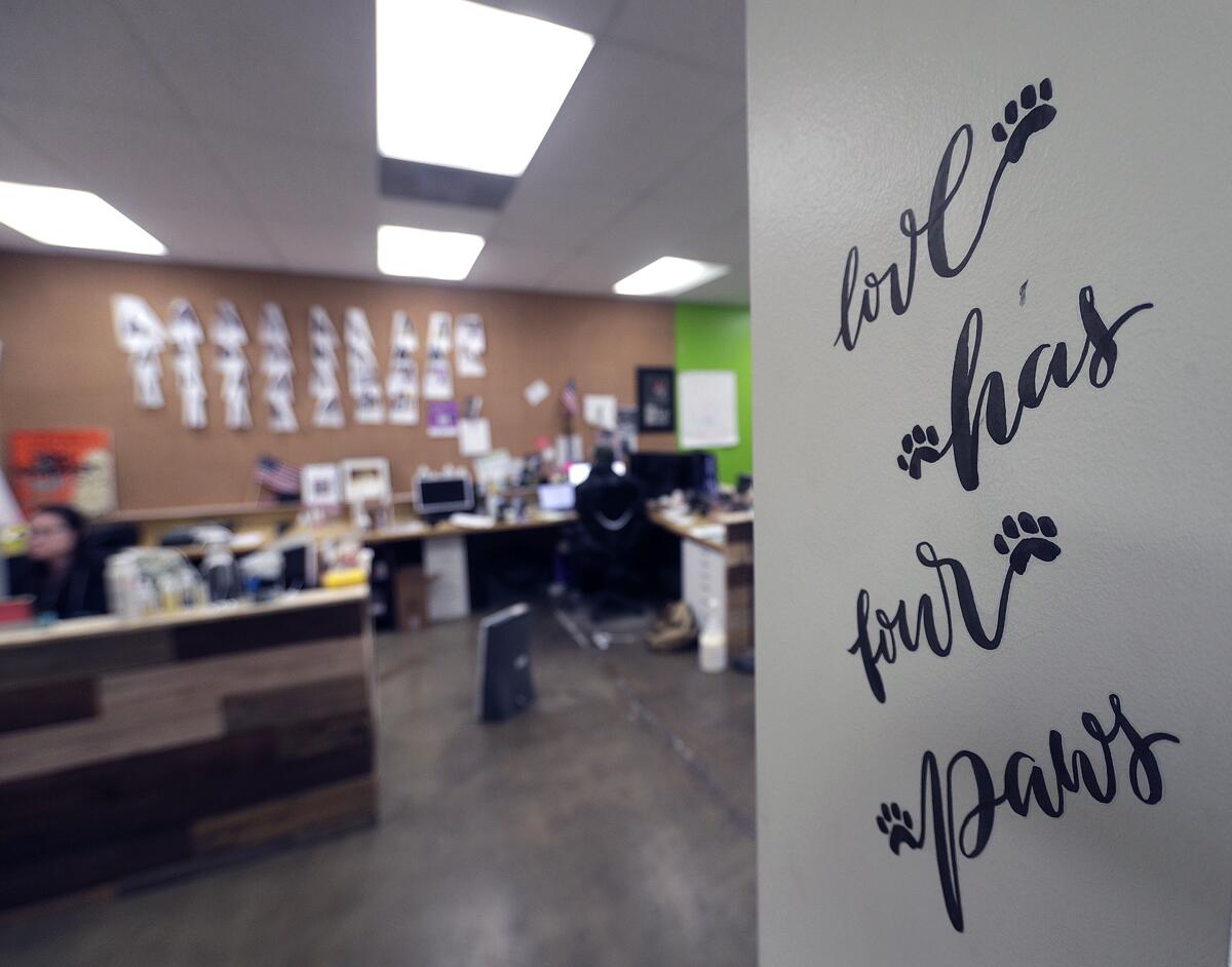 A look into the marketing department at Skout's Honor in Irvine. The company specializes in environmentally responsible and socially-conscious pet products.