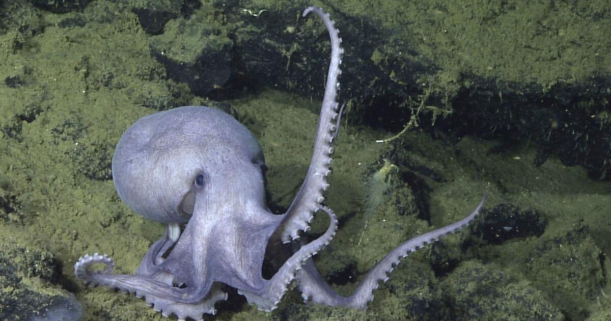 California is poised to ban octopus farming